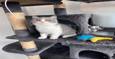 British Shorthair cats - Advert 3