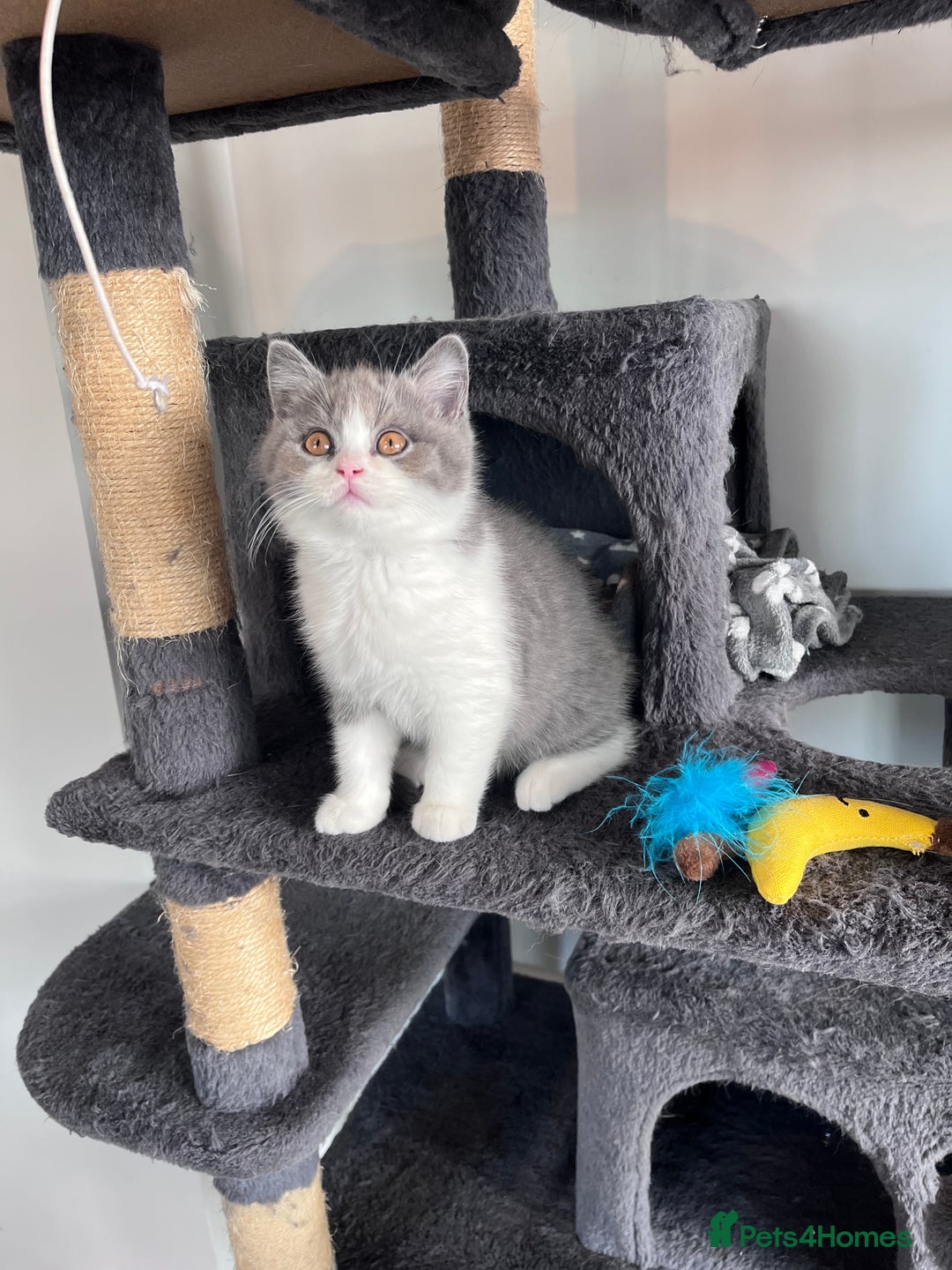 British Shorthair cats for sale: British Shorthair Boy 😻 - Image 3