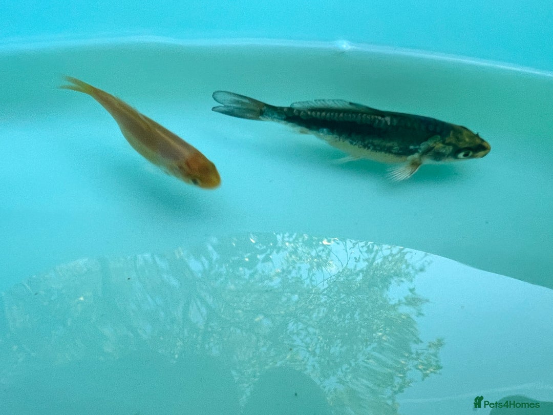 Koi Carp fish for sale: 12 week old Koi Carp - Image 2