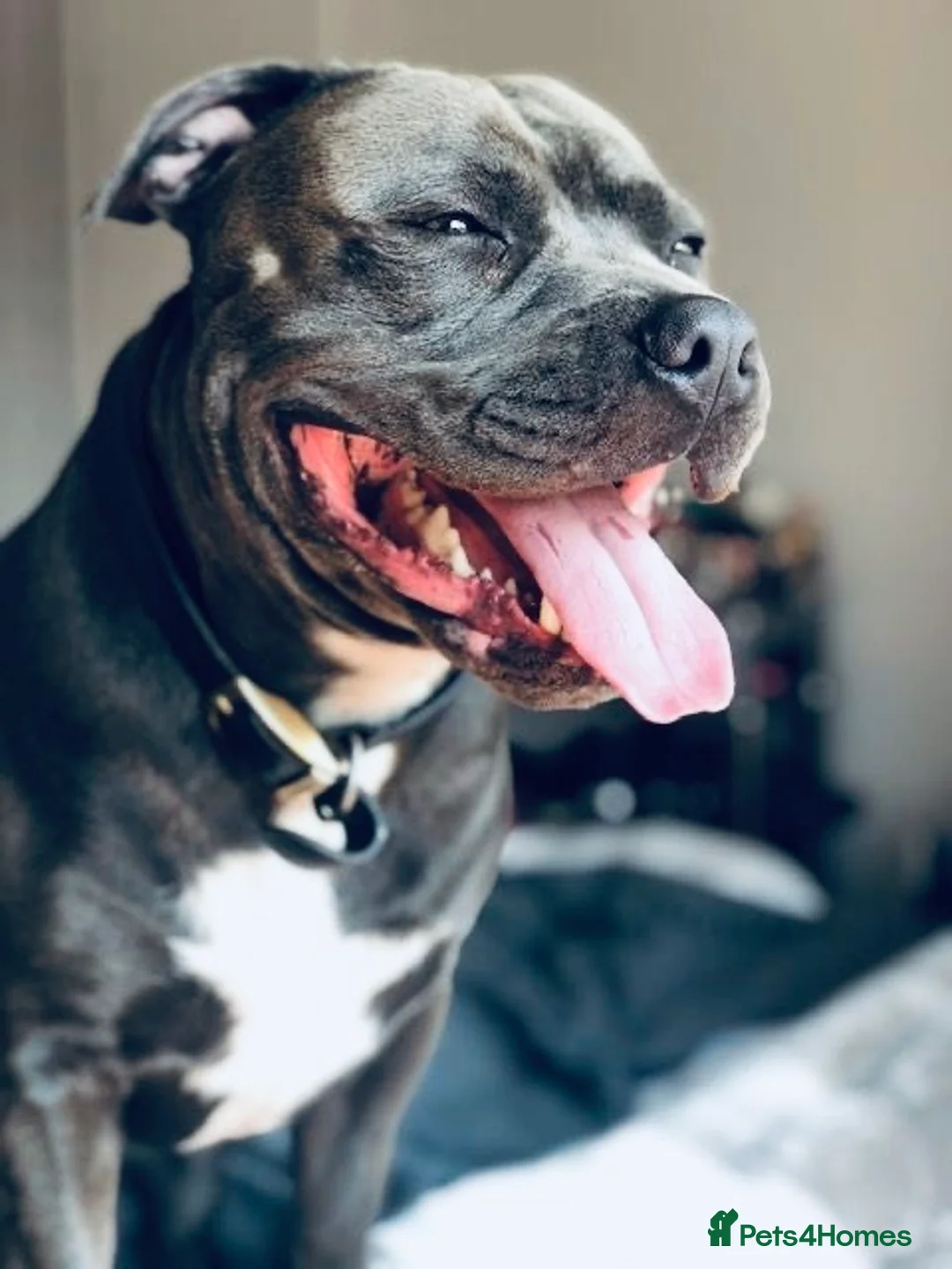 Staffordshire Bull Terrier dogs for sale: ❗️Adorable Staffy Puppies for Sale❗️ - Advert 23