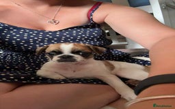 Frug dogs for sale: Frug puppie - Image 1