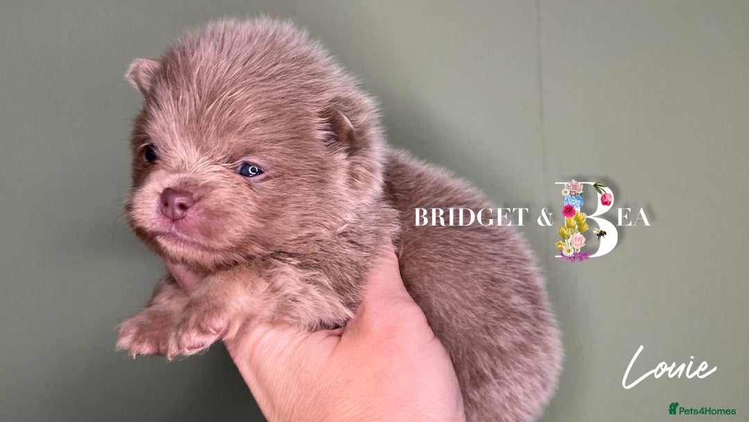 Pomeranian dogs for sale: 💛PUPPIES ARRIVED 💛 - Advert 21