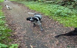 German Wirehaired Pointer dogs for sale: Mabel - Image 4