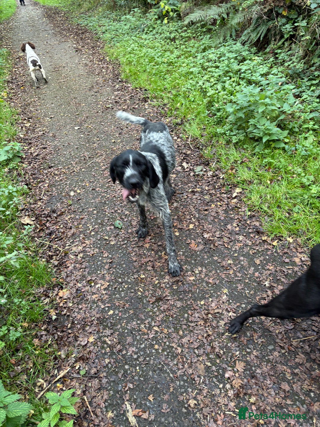 German Wirehaired Pointer dogs for sale: Mabel - Image 4