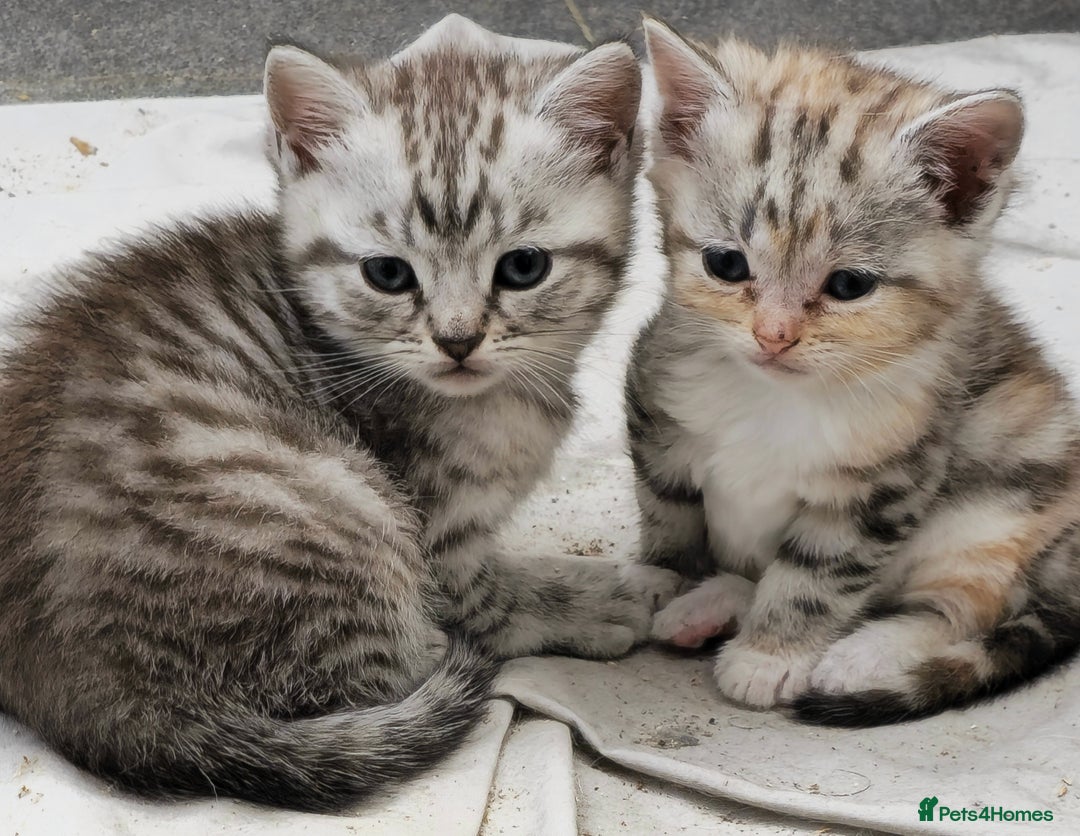 British Shorthair cats for sale: Adorable British Shorthair Kittens–Ready for Home! - Image 4