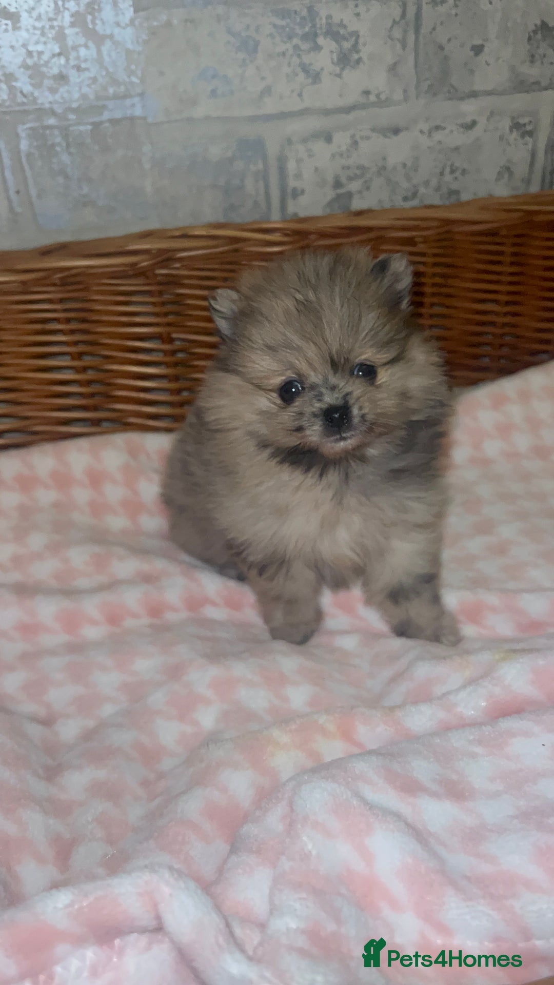 Pomeranian dogs for sale: ✨🖤Merle toy Russian Pomeranian 🖤✨ - Advert 15