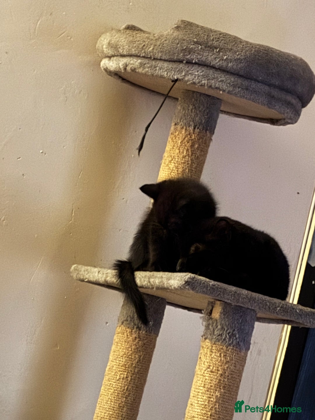 Mixed Breed cats for sale: 8 beautiful kittens mixed colours  - Advert 4