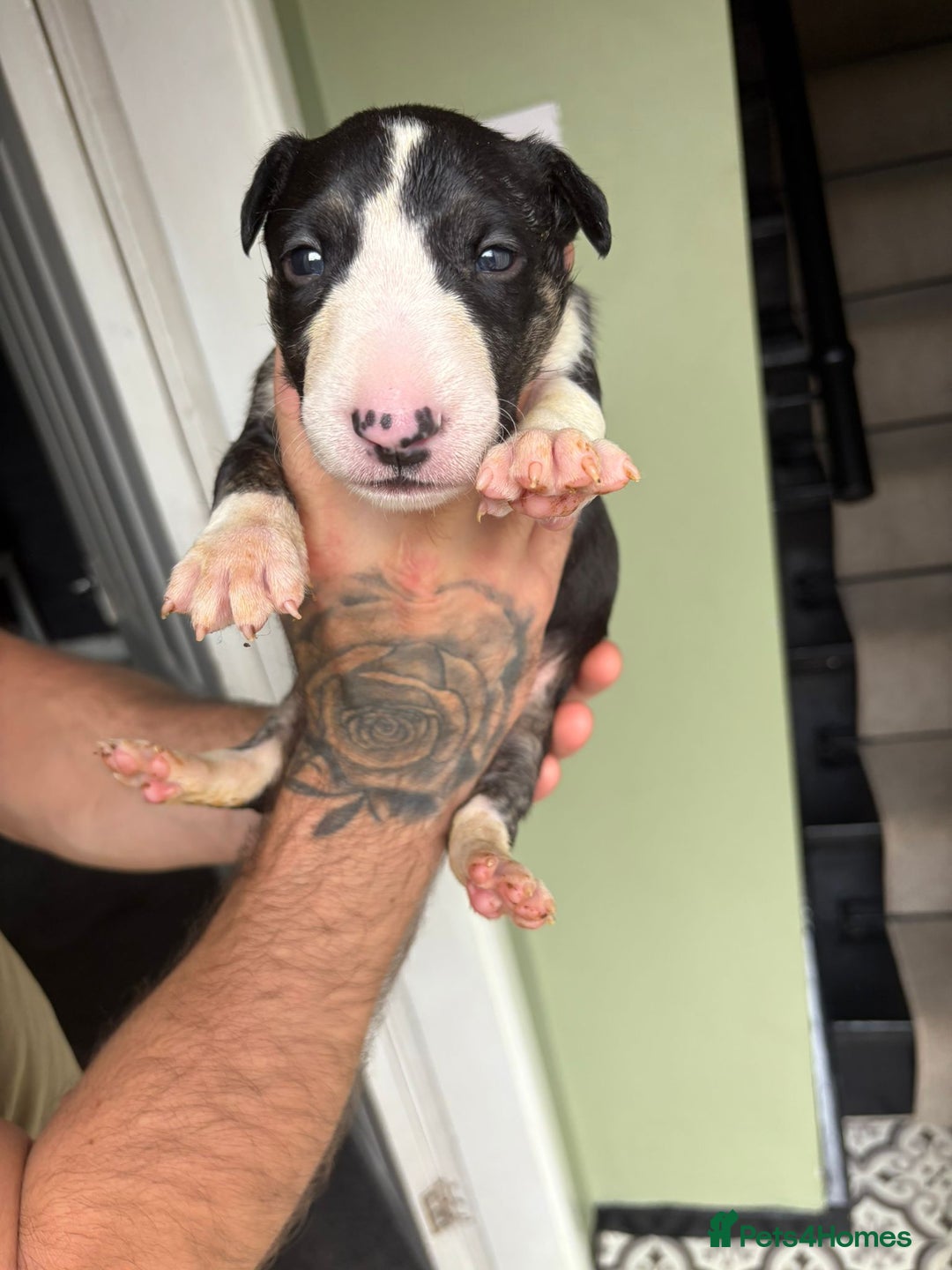 Bull Terrier dogs for sale: 💥 ENGLISH BULL TERRIERS   💥 - Image 17