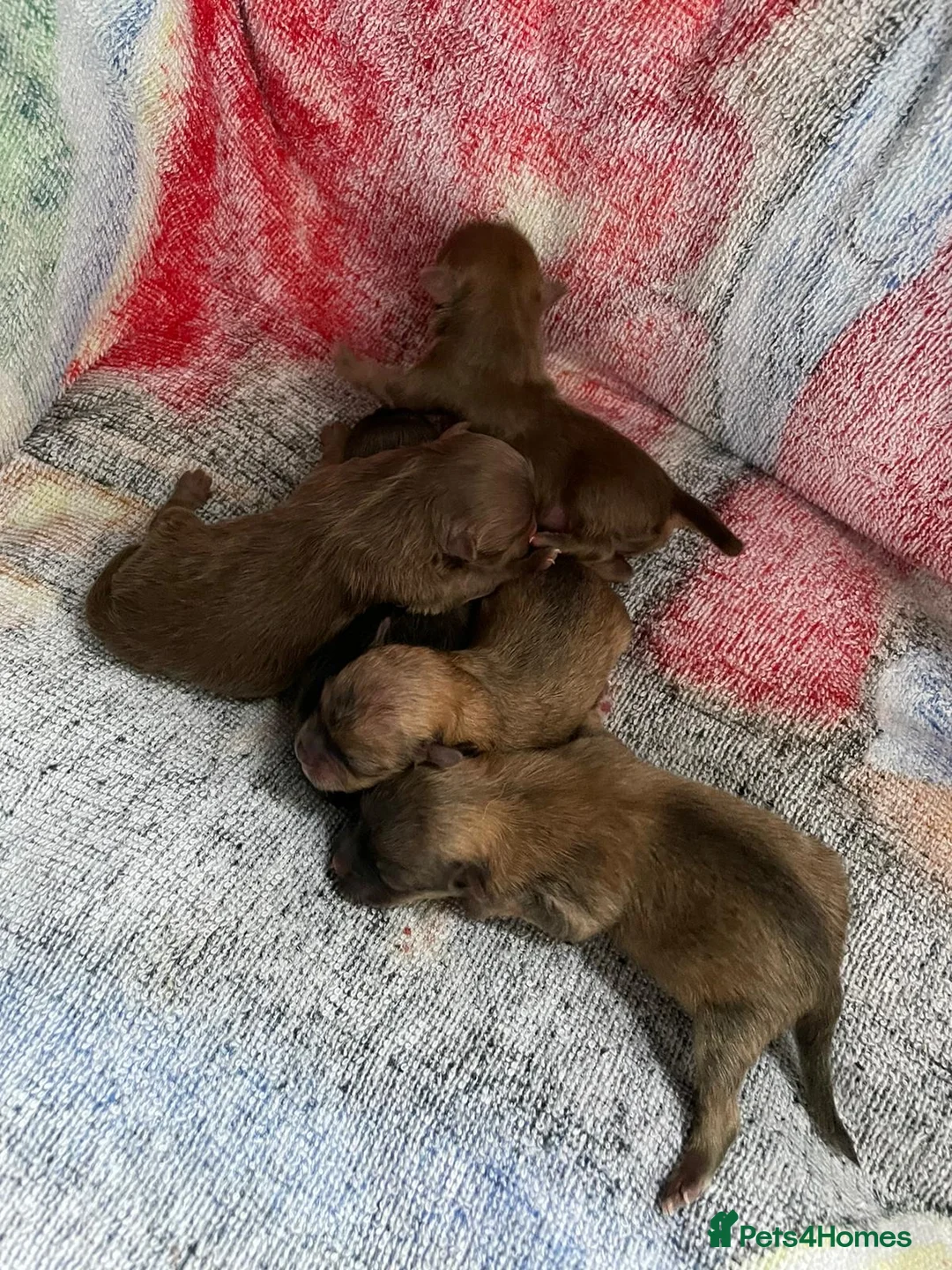 Pomeranian dogs for stud: 1.8kg Tiny Choco Carry Tan Blue Lilac DNA tested in Rotherham - Advert 20