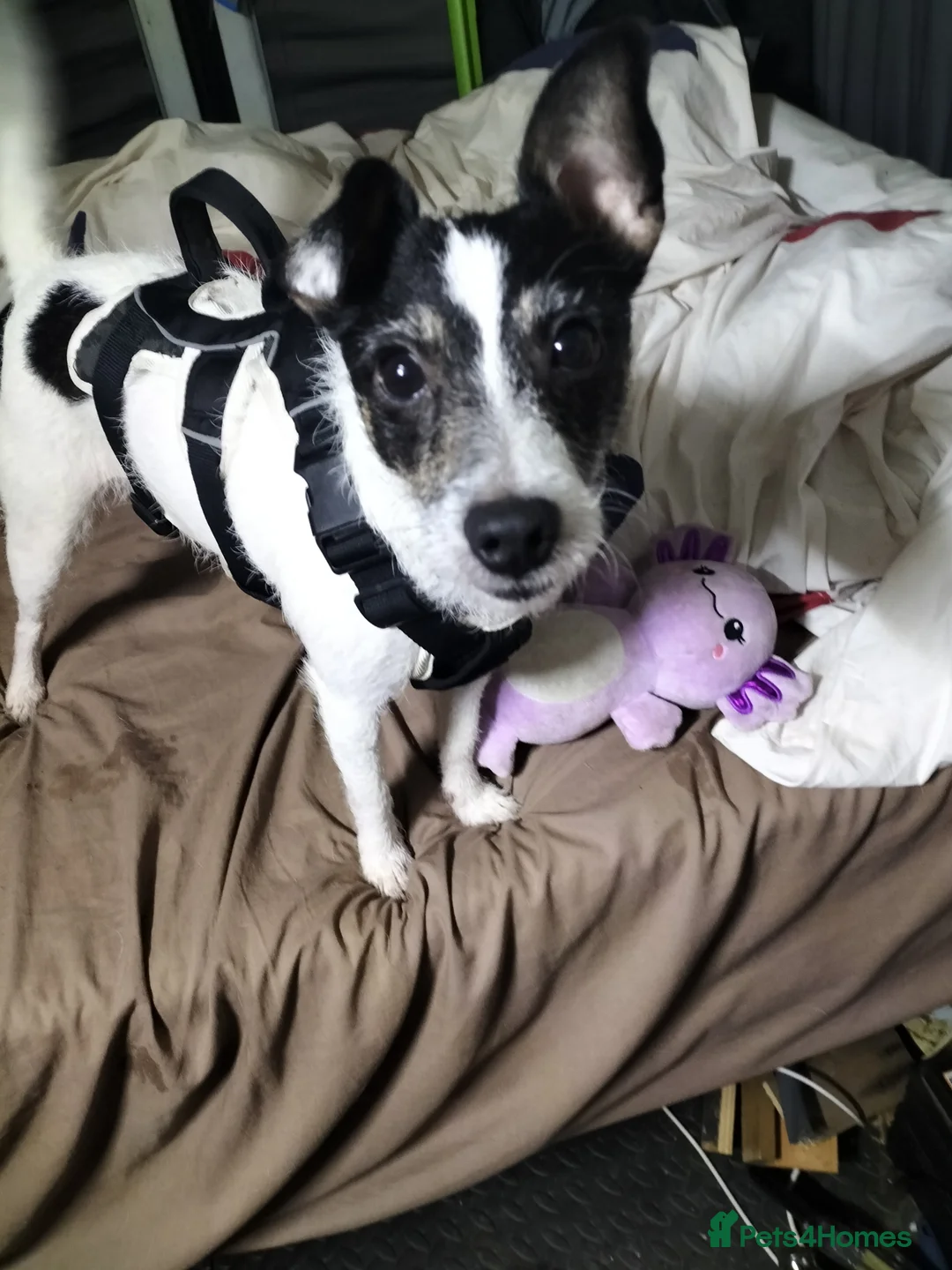 Mixed Breed dogs for sale: 3 year old female  in Barnstaple - Advert 1