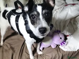 Mixed Breed dogs 3 year old female - Advert 7