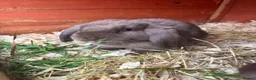 Mini Lop rabbits for sale: 1 beautiful baby mini lop can leave now - Advert 2