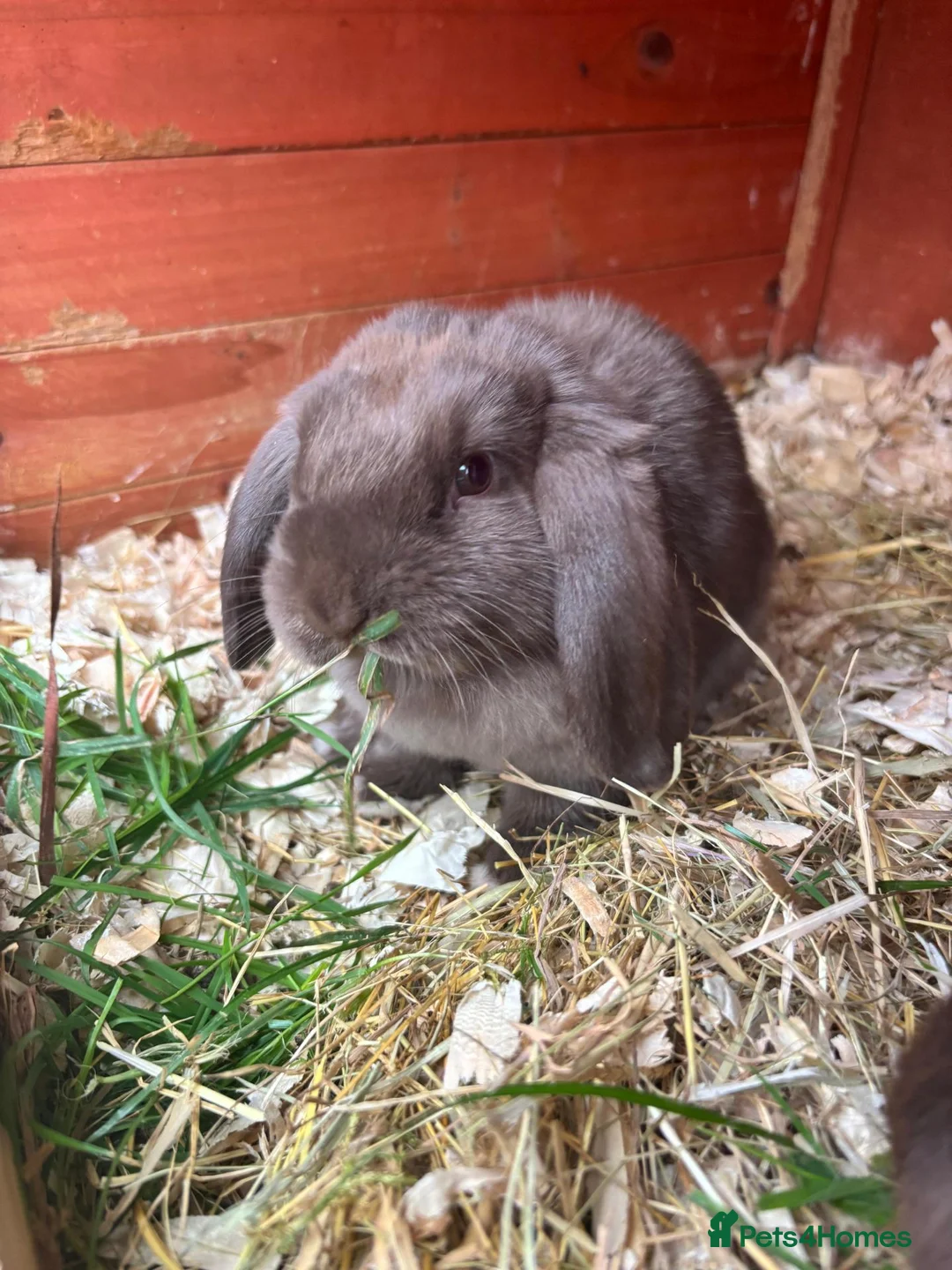 Mini Lop rabbits for sale: 1 beautiful baby mini lop can leave now - Advert 2