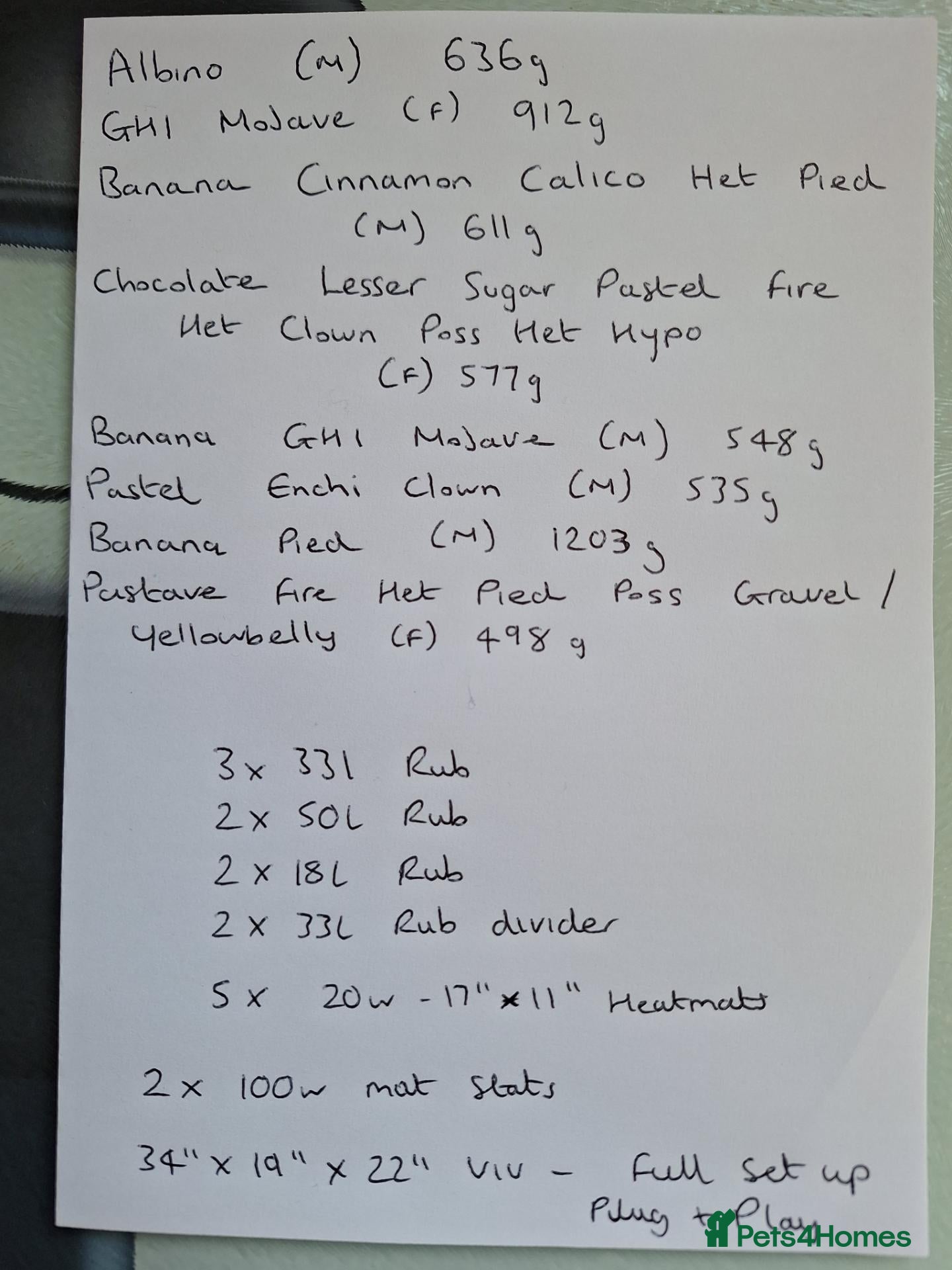 Python Snake reptiles for sale: Royal Python collection - Advert 2