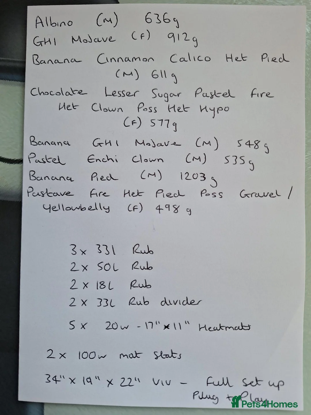 Python Snake reptiles for sale: Royal Python collection in Blackburn - Advert 1
