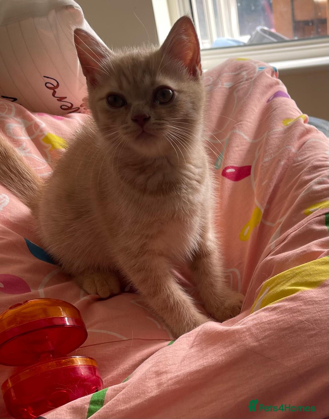 British Shorthair cats for sale: Beautiful 5th generation British shorthair kittens - Image 7