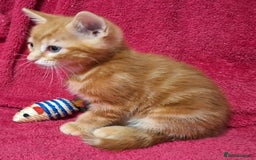 Mixed Breed cats for sale: Amazing, beautiful kittens 3 boys, 2 girls - Image 10