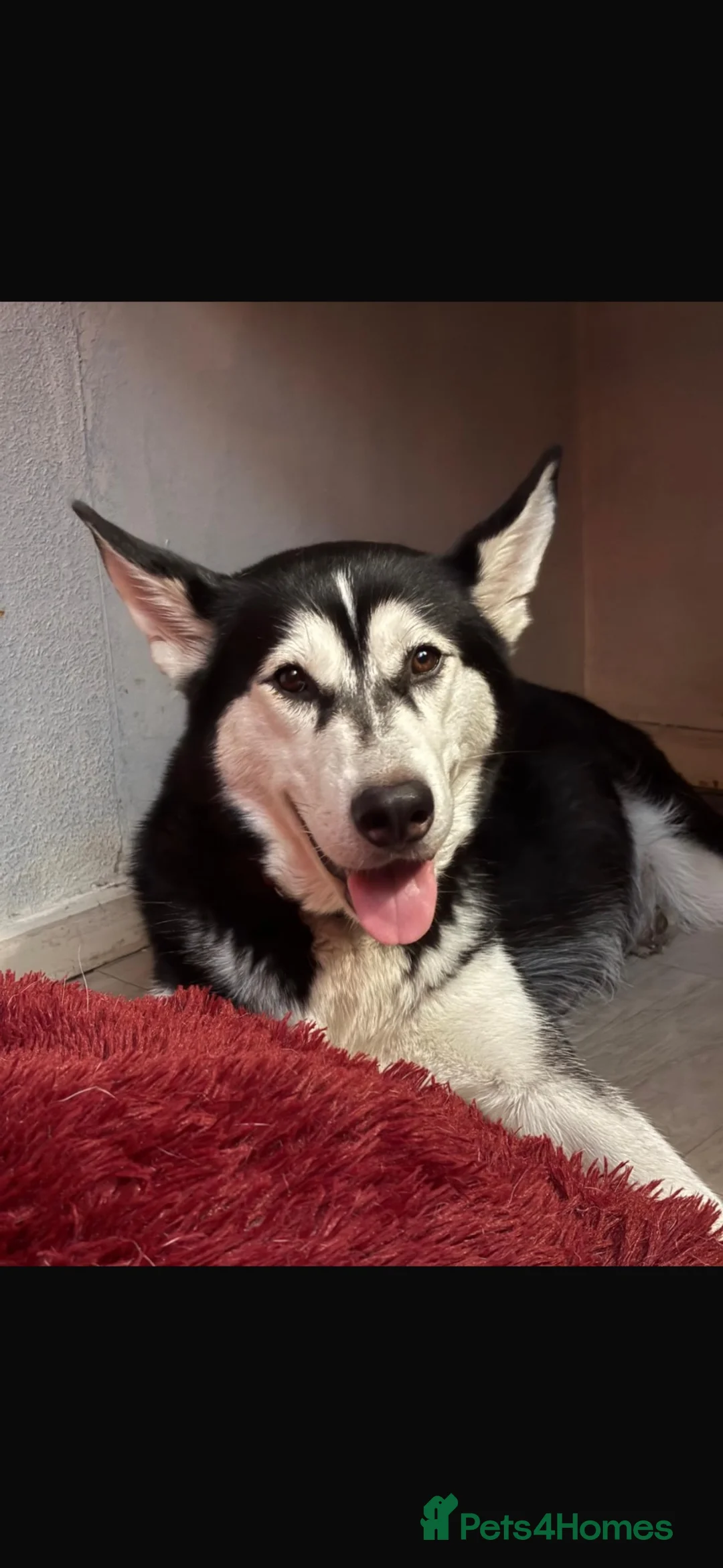 Utonagan dogs for sale: 7 stunning husky/malamute puppies in Waltham Abbey - Advert 2