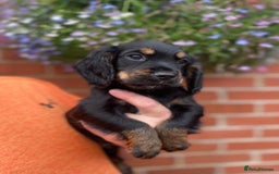 Cocker Spaniel dogs for sale: Health Tested Working Cockers in Bishop Auckland - Image 2