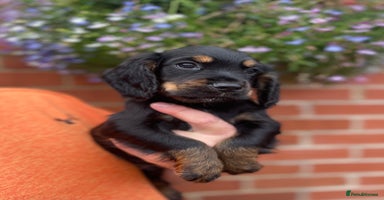 Cocker Spaniel dogs in Bishop Auckland - Advert 8