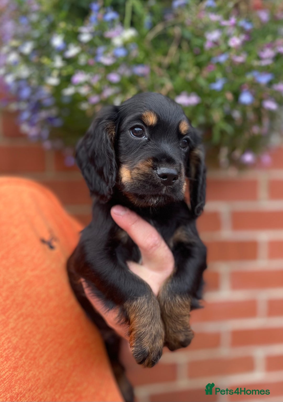 Cocker Spaniel dogs for sale: Health Tested Working Cockers in Bishop Auckland - Image 2