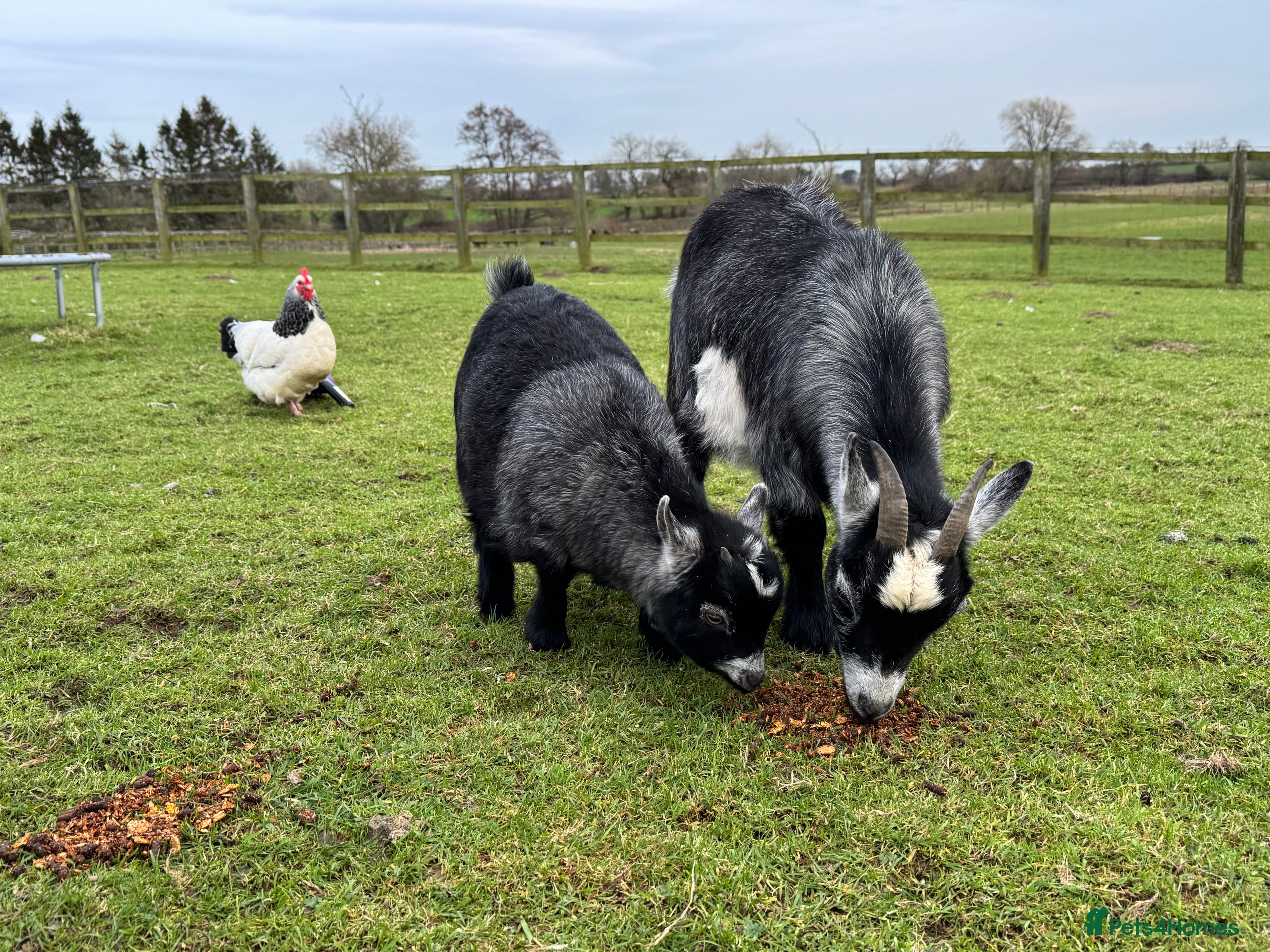Goats livestock Small pygmy Goats - Advert 9