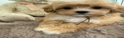 Maltipoo dogs for sale: Korean lined, f1. Fully dna & health tested   - Advert 21