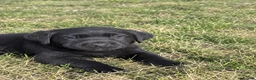 Labrador Retriever dogs for sale: Beautiful  Black Labrador Retriever puppies in Liverpool - Advert 2