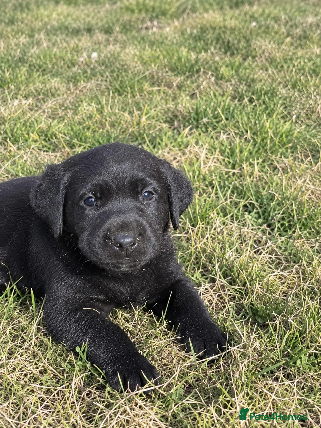 Labrador Retriever dogs for sale: Beautiful  Black Labrador Retriever puppies in Liverpool - Advert 2