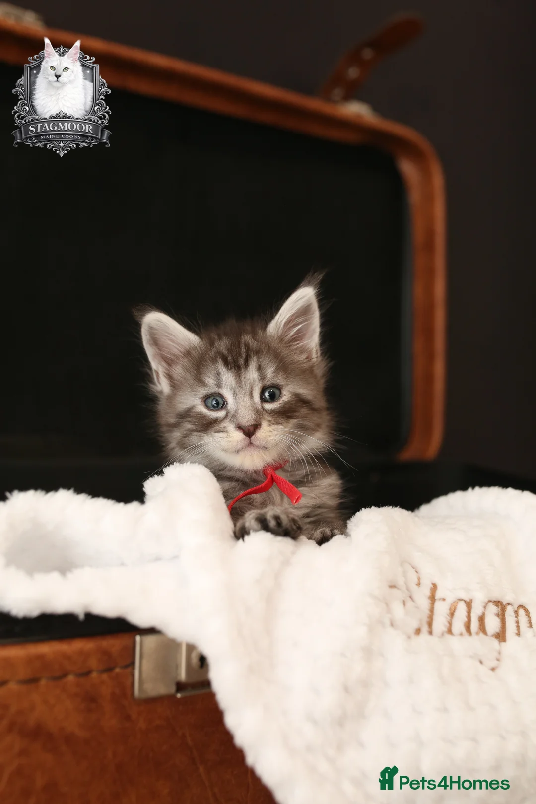 Maine Coon cats for stud: European Championship Carries Shaded GCCF & TICA - Advert 15