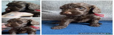 Cockapoo 2