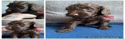 Cockapoo dogs for sale: Cockapoos for sale  - Advert 5