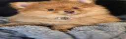 Pomeranian dogs for sale: Pomeranian puppies - Advert 4