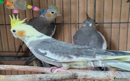Cockatiels birds for sale: Young aviary bred Cockatiels  - Image 5