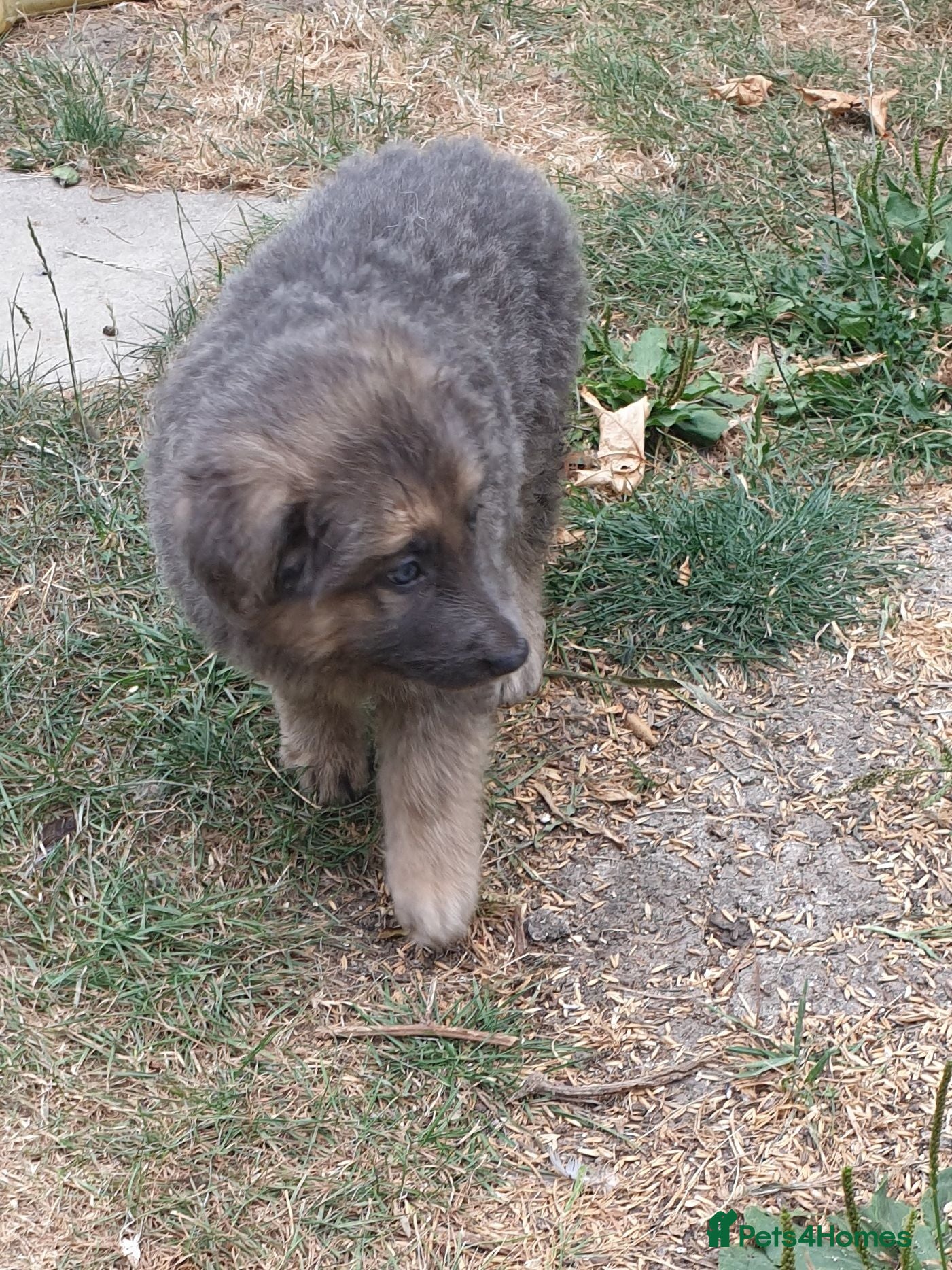 German Shepherd dogs German Shepherd puppies all colours ready end Aug - Advert 16