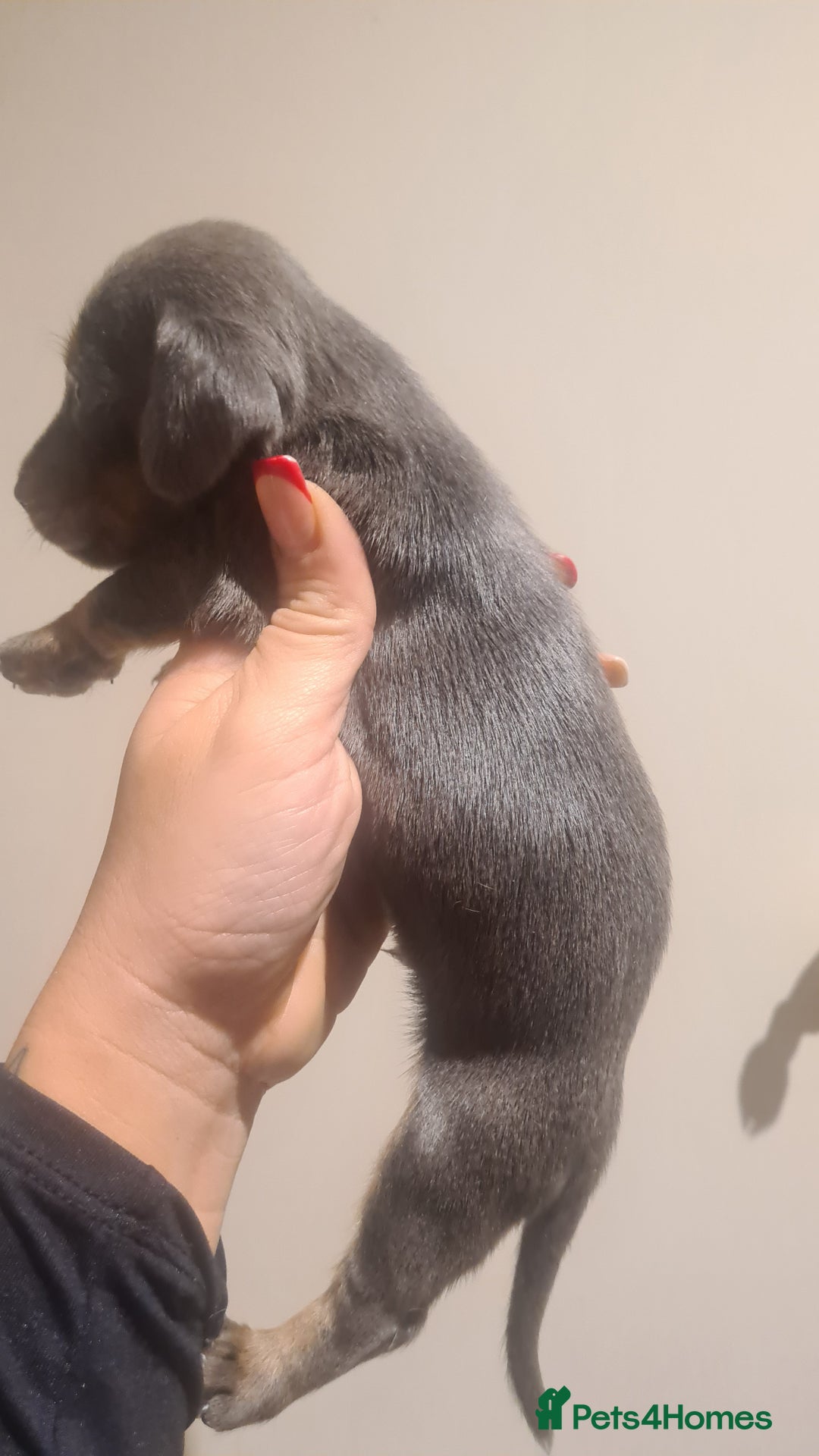 Miniature Dachshund dogs for sale: Beautiful bundle of boy mini daxies  - Advert 11