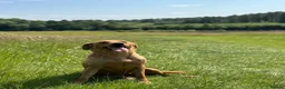 Labrador Retriever dogs for sale: Expressions of Interest - Fox Red Labrador Puppies in Chester - Advert 10