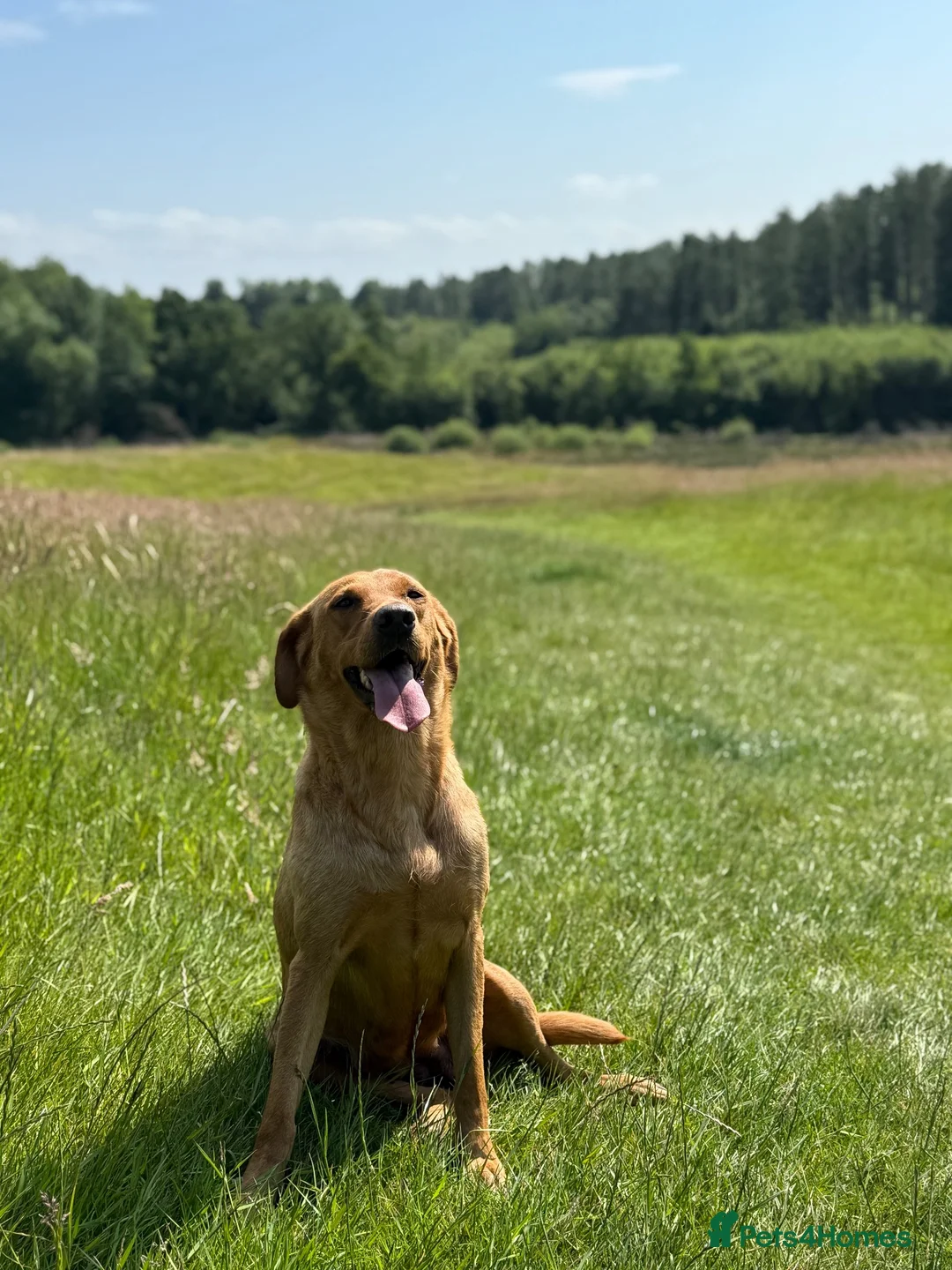 Labrador Retriever dogs for sale: Expressions of Interest - Fox Red Labrador Puppies in Chester - Advert 10