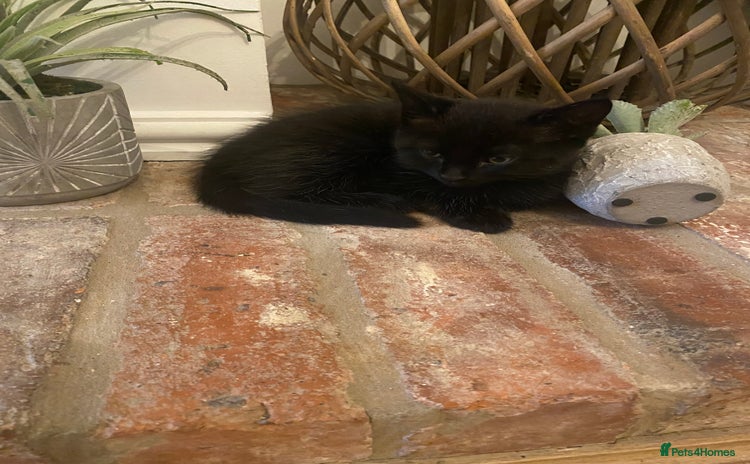 British Shorthair cats - Advert 2