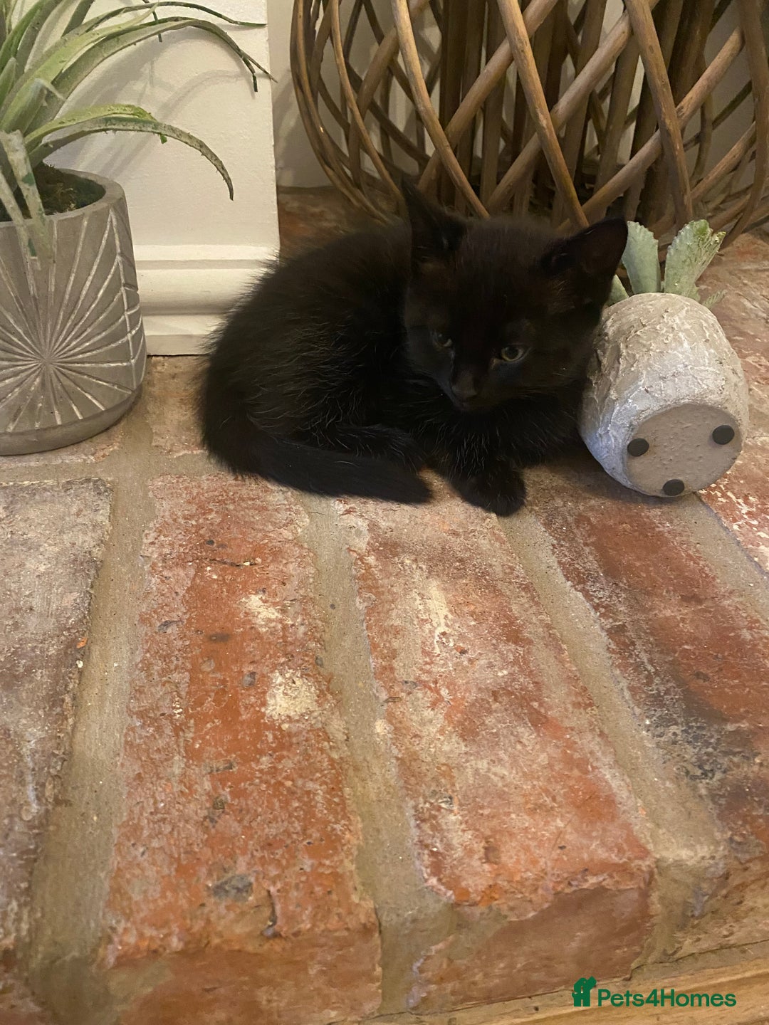 British Shorthair cats for sale: Beautiful, playful kittens  - Image 1