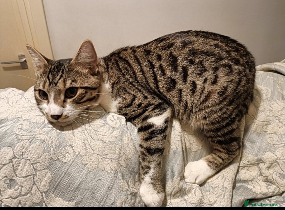 Bengal cats for sale: Bengal X Kittens High % Wild Asian Leopard Cat.  - Image 4