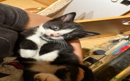 British Shorthair cats for sale: 11 SHORTHAIRED AND LONGHAIRED KITTENS - Image 9