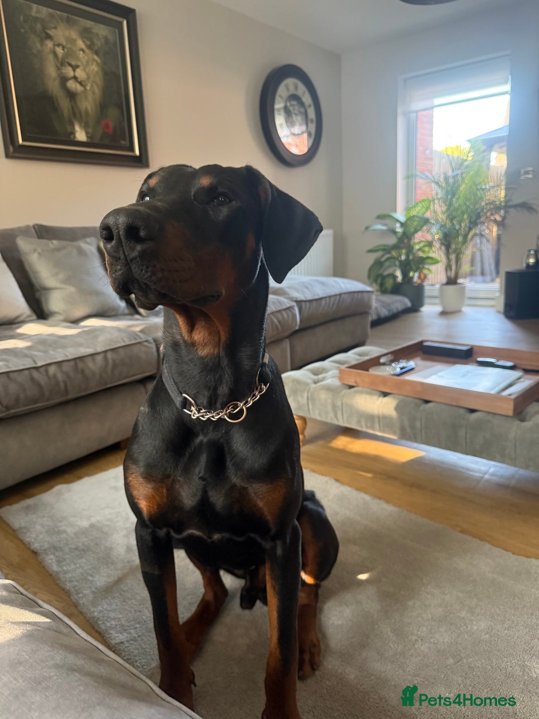 Dobermann dogs for sale: Duke 15 months old Doberman  - Advert 7