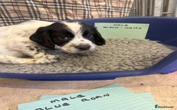 Cocker Spaniel dogs for sale: Two cocker spaniel litters for sale - Image 28