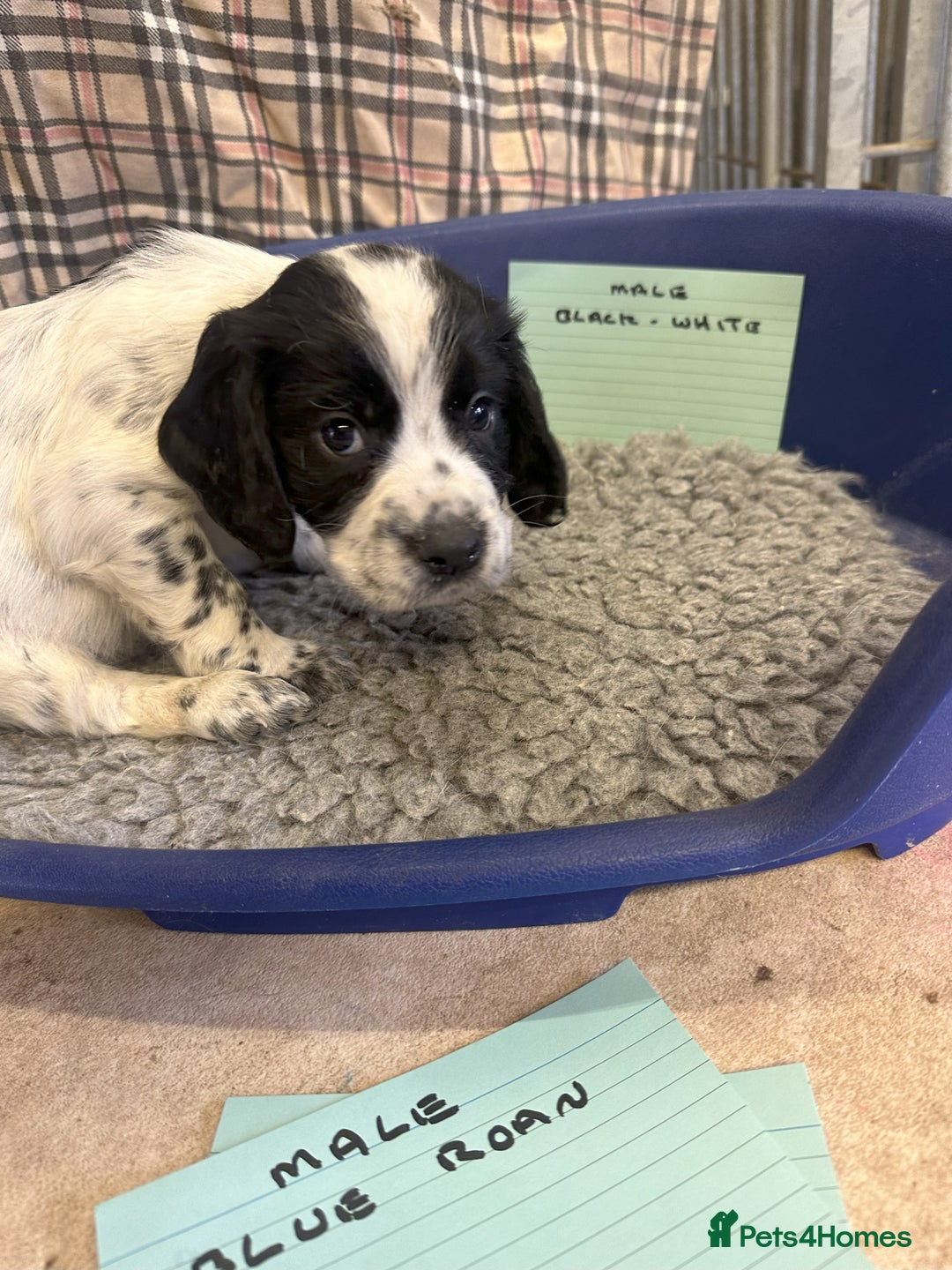 Cocker Spaniel dogs for sale: Two cocker spaniel litters for sale - Image 28