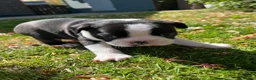 Boston Terrier dogs for sale: 🌟 KC Registered Boston Terrier Puppies 🌟 in Withernsea - Advert 3