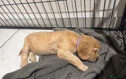 Cocker Spaniel dogs for sale: 5 gorgeous cocker spaniel puppies - Image 13