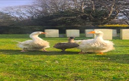 Mixed Breed birds for sale: NE NE geese - Image 6