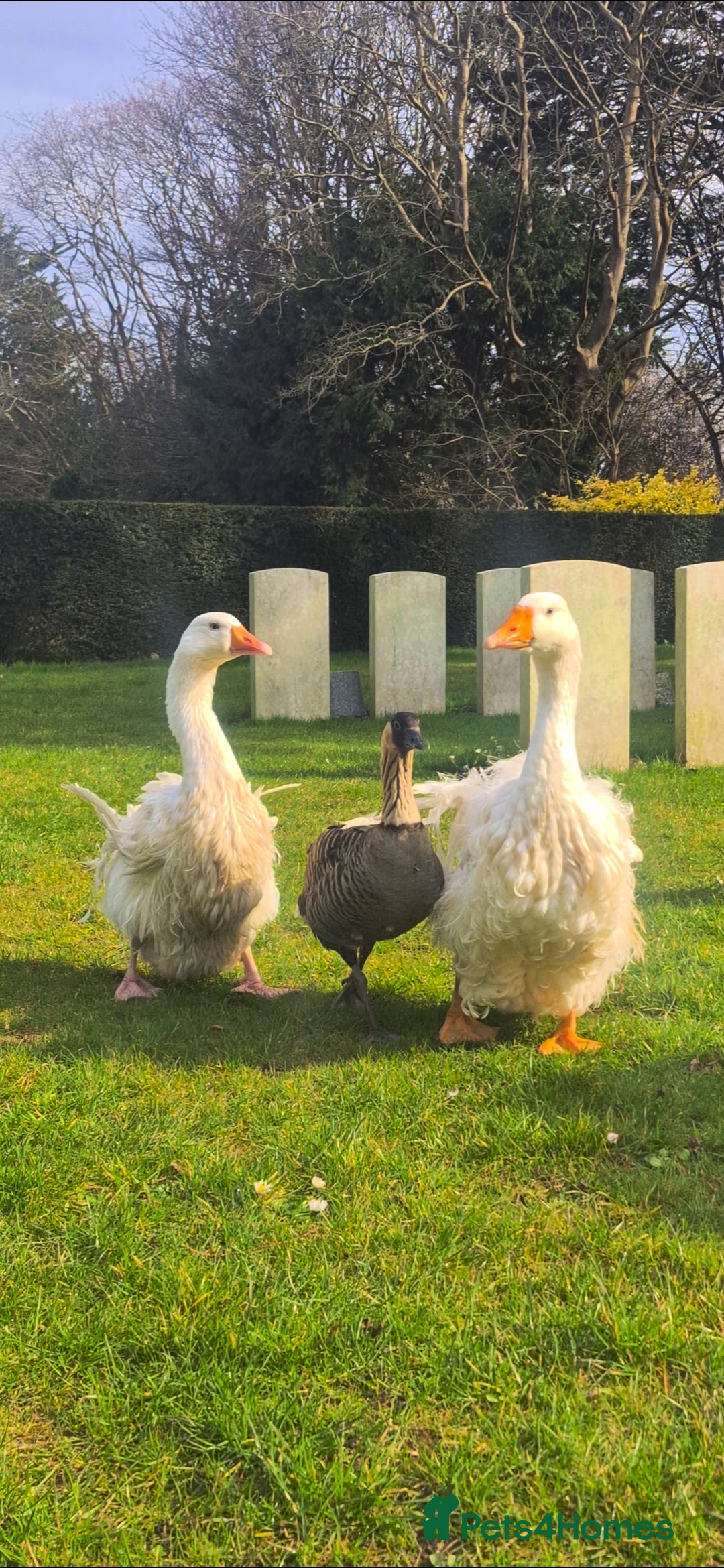 Mixed Breed birds for sale: NE NE geese - Image 6