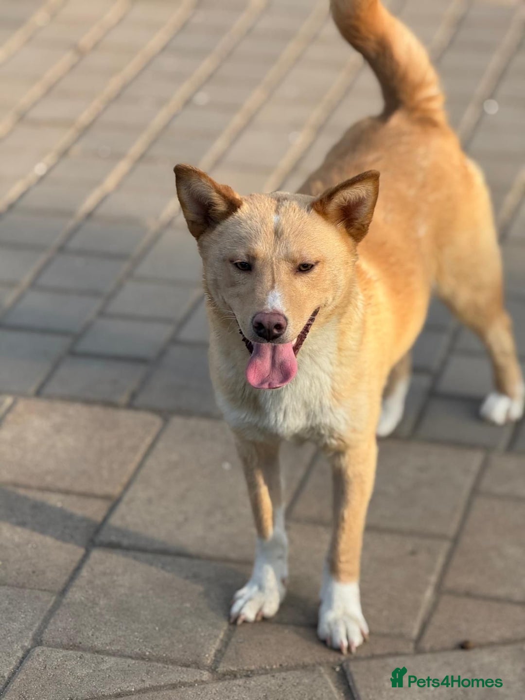 Mixed Breed dogs for adoption: Gorgeous Bill ready for his home - Advert 14